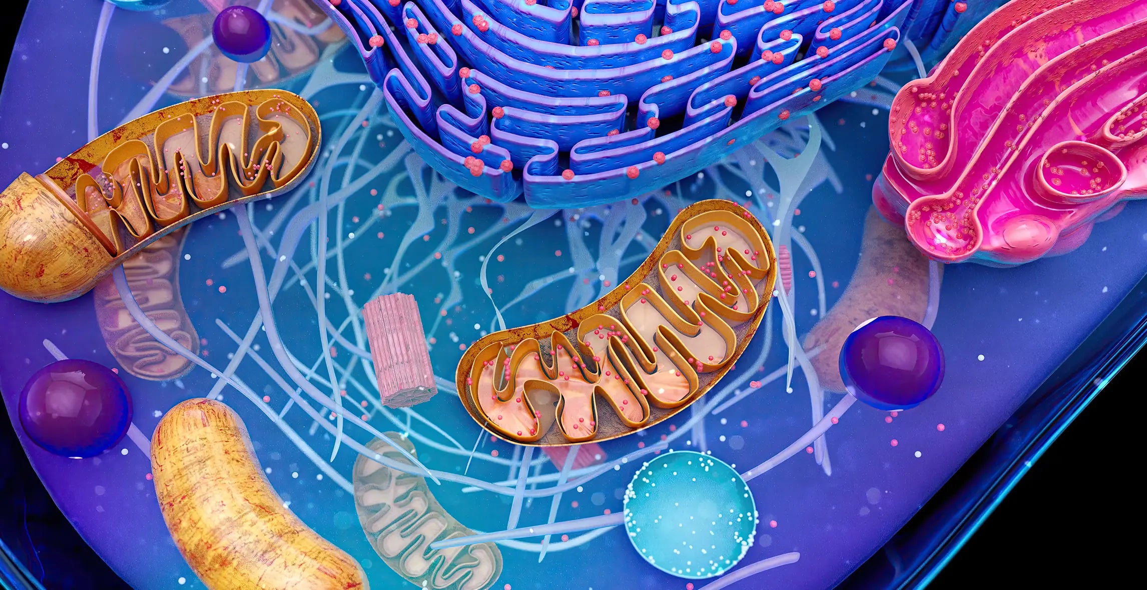 “Quiet quitting” for mitochondria – why energy cells “retire” and how to prevent it