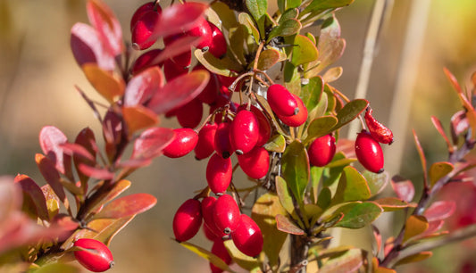 Berberine: A Multifaceted Natural Compound in Modern Healthcare