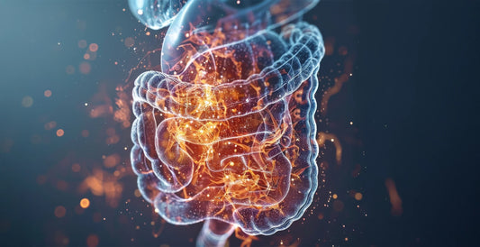 The Neuro-Microbiome: How Gut Bacteria Shape Your Stress Resistance