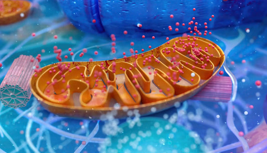 Healthy Mitochondria – Your Energy for Longevity